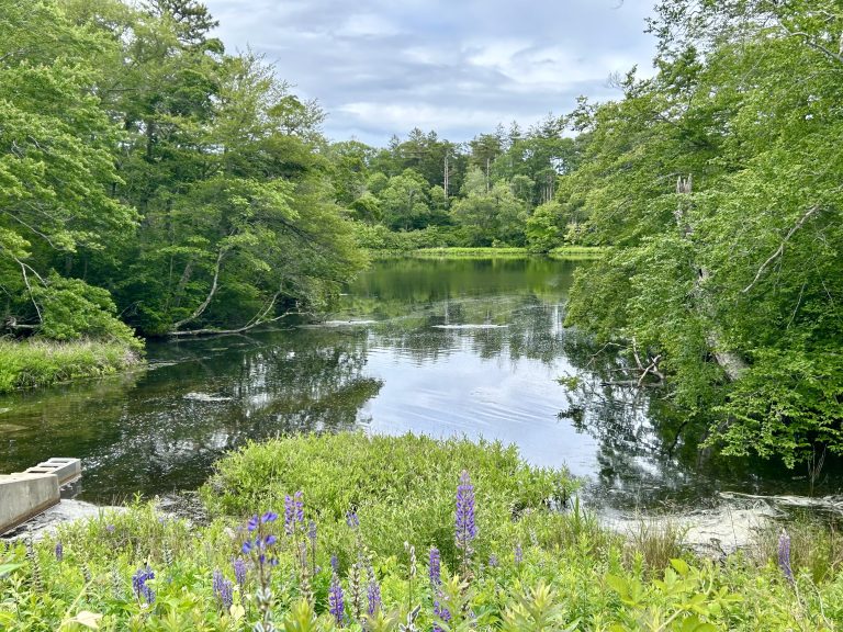 Intermediate: Shawme Ponds/Cook’s Farm, Sandwich, ~3 miles (Wednesday) Intermediate: Shawme Ponds/Cook’s Farm, Sandwich, ~3 miles (Wednesday)