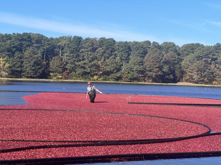 All Levels.  Sand Pond Woodlands. 1-2 miles.  Harwich.  Thursday.