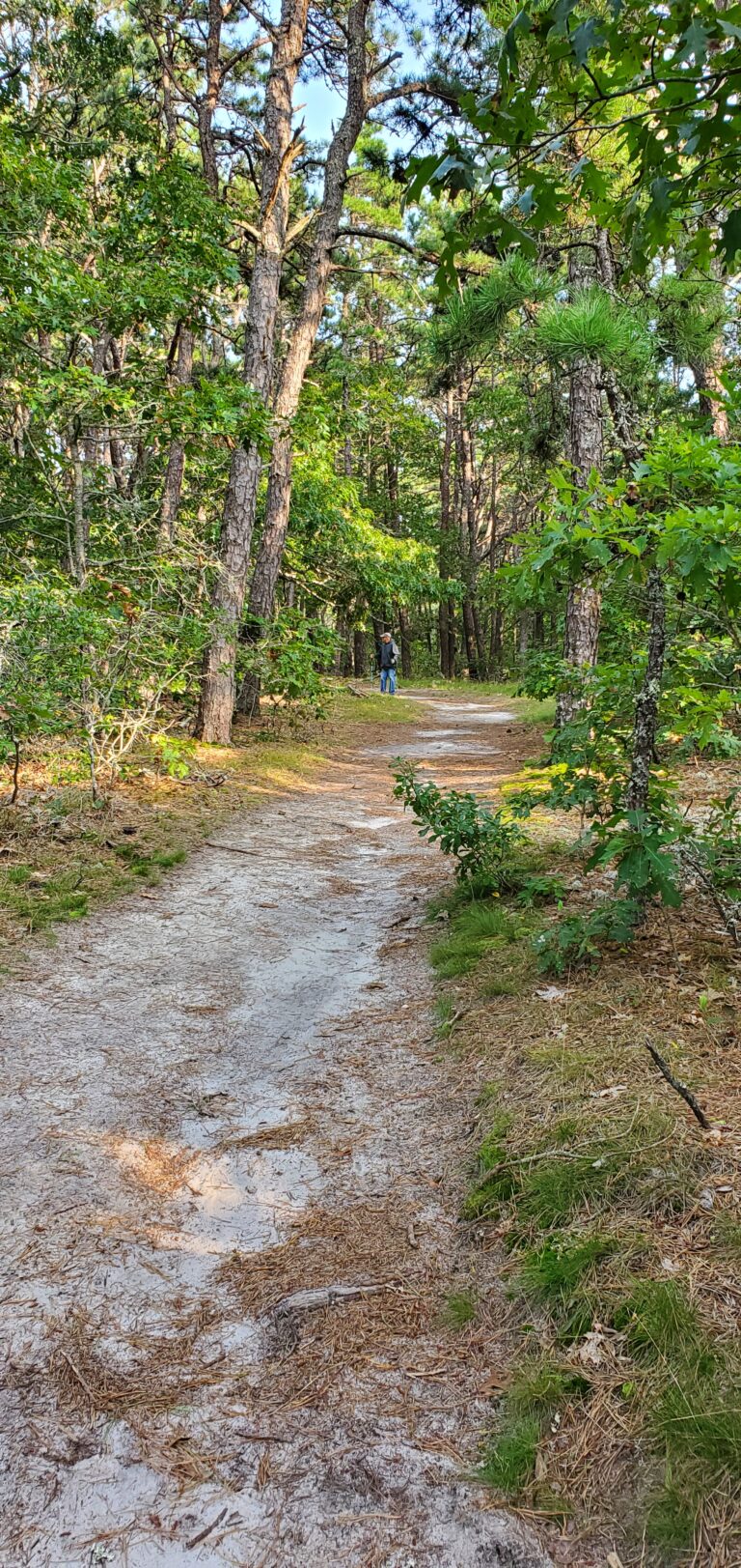 Beginner, Sand Pond Woodlands, Harwich, 1.7 miles, Thursday