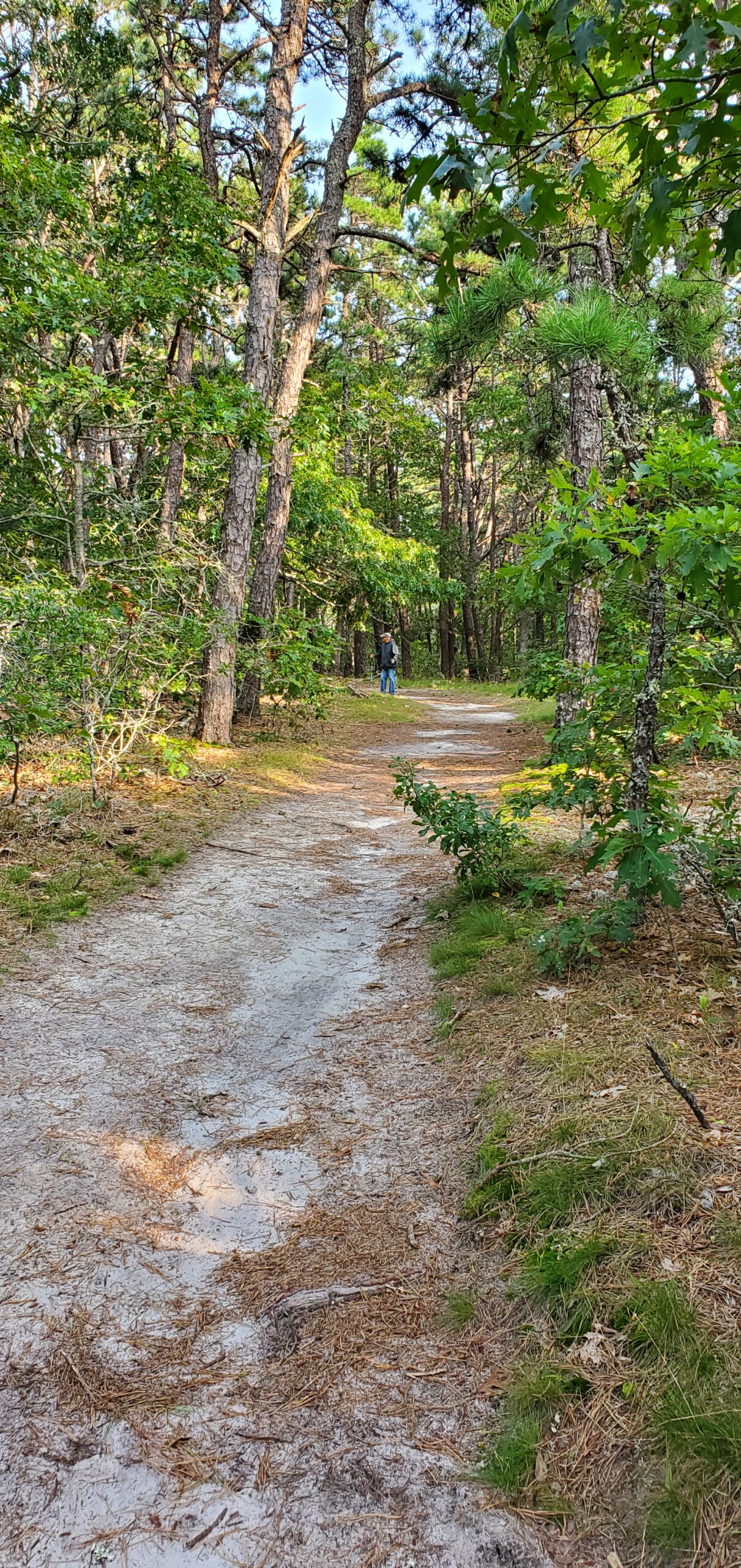 Beginner, Sand Pond Woodlands, Harwich, 1.7 miles, Thursday