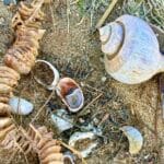 All Levels: Nordic Walk + Beachcombing Mashup, Lieutenant Island, Wellfleet, 3.6 miles (Thursday 10/9)