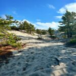 Intermediate/Advanced: Beech Forest & Province Lands Dunes & Bogs, Provincetown, ~4.5 miles, Friday