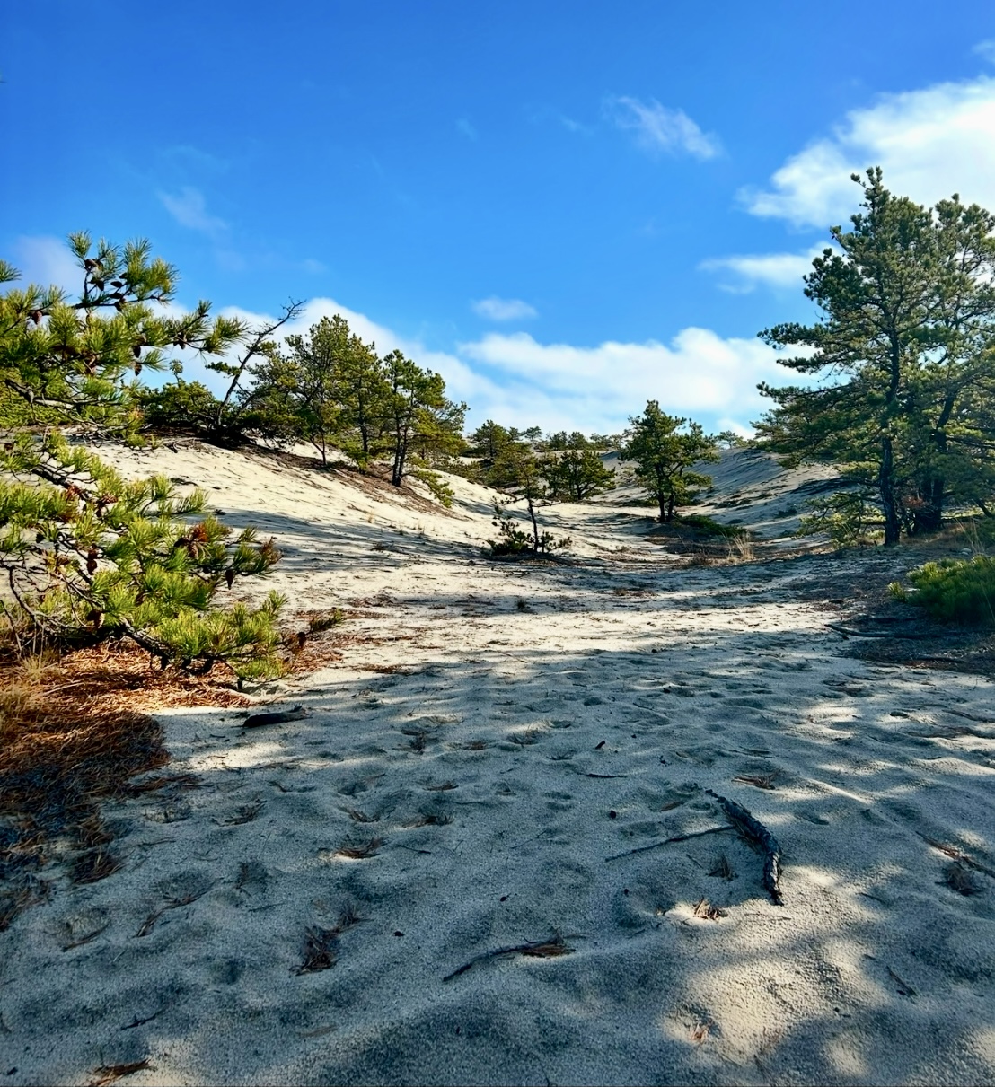 Intermediate/Advanced: Beech Forest & Province Lands Dunes & Bogs, Provincetown, ~4.5 miles, Friday