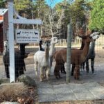 Hi Beginner/Low Intermediate, Duck Pond, Alpacas, Bakery, Wellfleet - 3 miles (Monday)