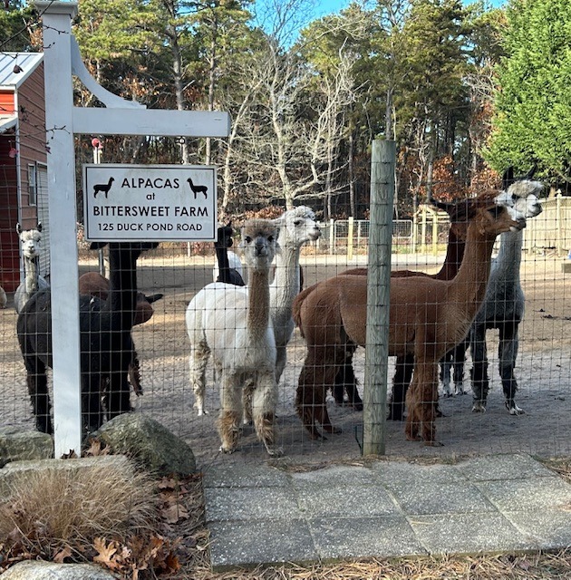 Hi Beginner/Low Intermediate, Duck Pond, Alpacas, Bakery, Wellfleet - 3 miles (Monday)