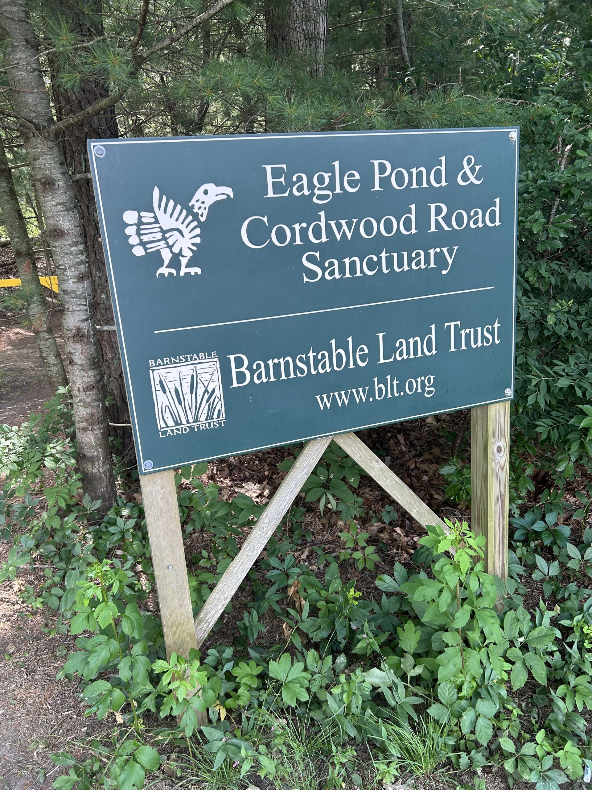 Intermediate, Eagle Pond, Cotuit, 3.1 miles, Saturday