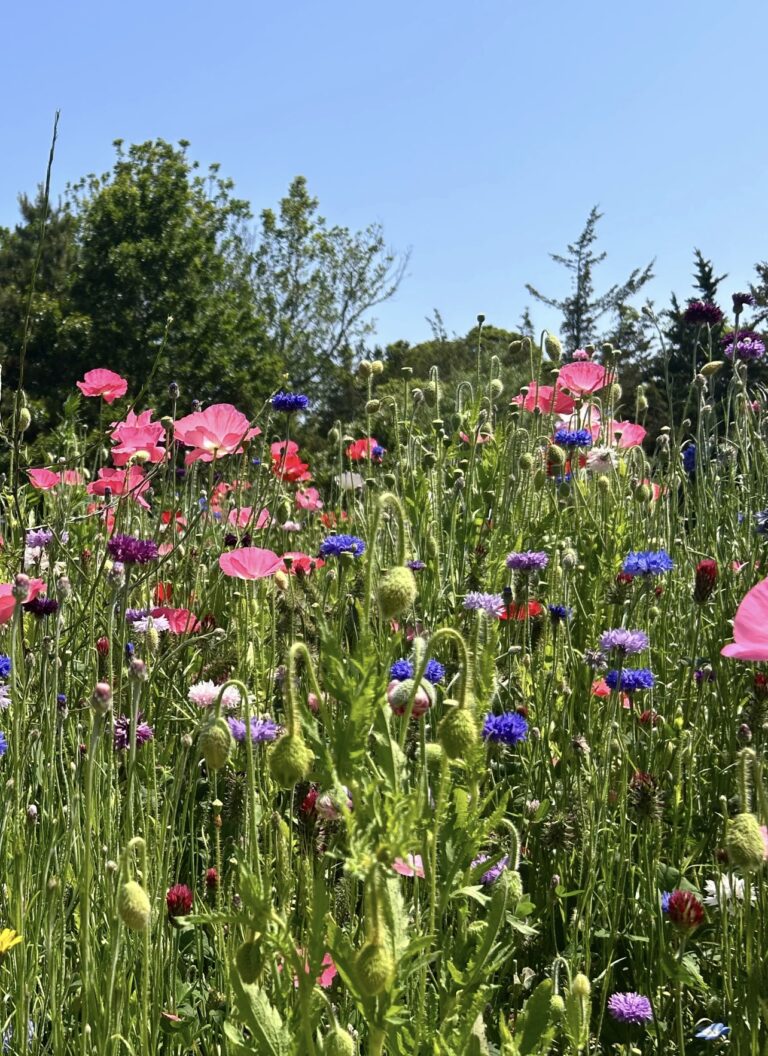 All Levels: Boat Meadow Marsh & Community Garden, Orleans, 2.2 miles (Friday) All Levels: Boat Meadow Marsh & Community Garden, Orleans, 2.2 miles (Friday)