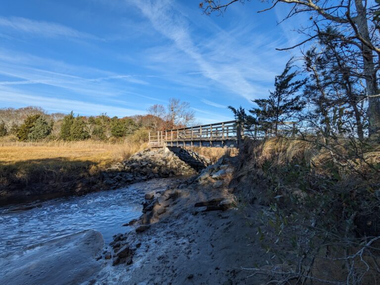 Beginner, Callery Darling, Yarmouth Port, 2 miles, Wednesday
