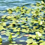 Intermediate: Early Risers—3 Ponds Walk & Optional Book Swap @ Nickerson SP, Brewster, 3 miles (Saturday)