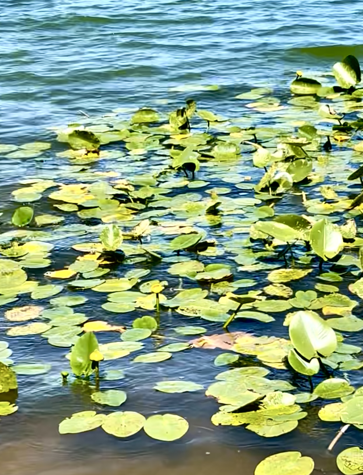 Intermediate: Early Risers—3 Ponds Walk & Optional Book Swap @ Nickerson SP, Brewster, 3 miles (Saturday)