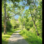 Intermediate/Advanced, Yarmouth Port Historical Society, Yarmouth Port, 2.2 or 4.4 miles, Thursday