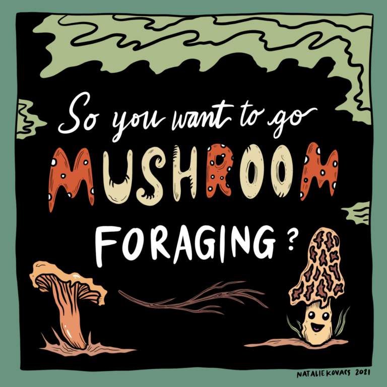 Special Event: Mushroom Foraging, Wellfleet/Truro;Tuesday