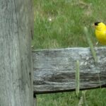 Beginner, Long Pasture, Barnstable, 2 miles, Monday