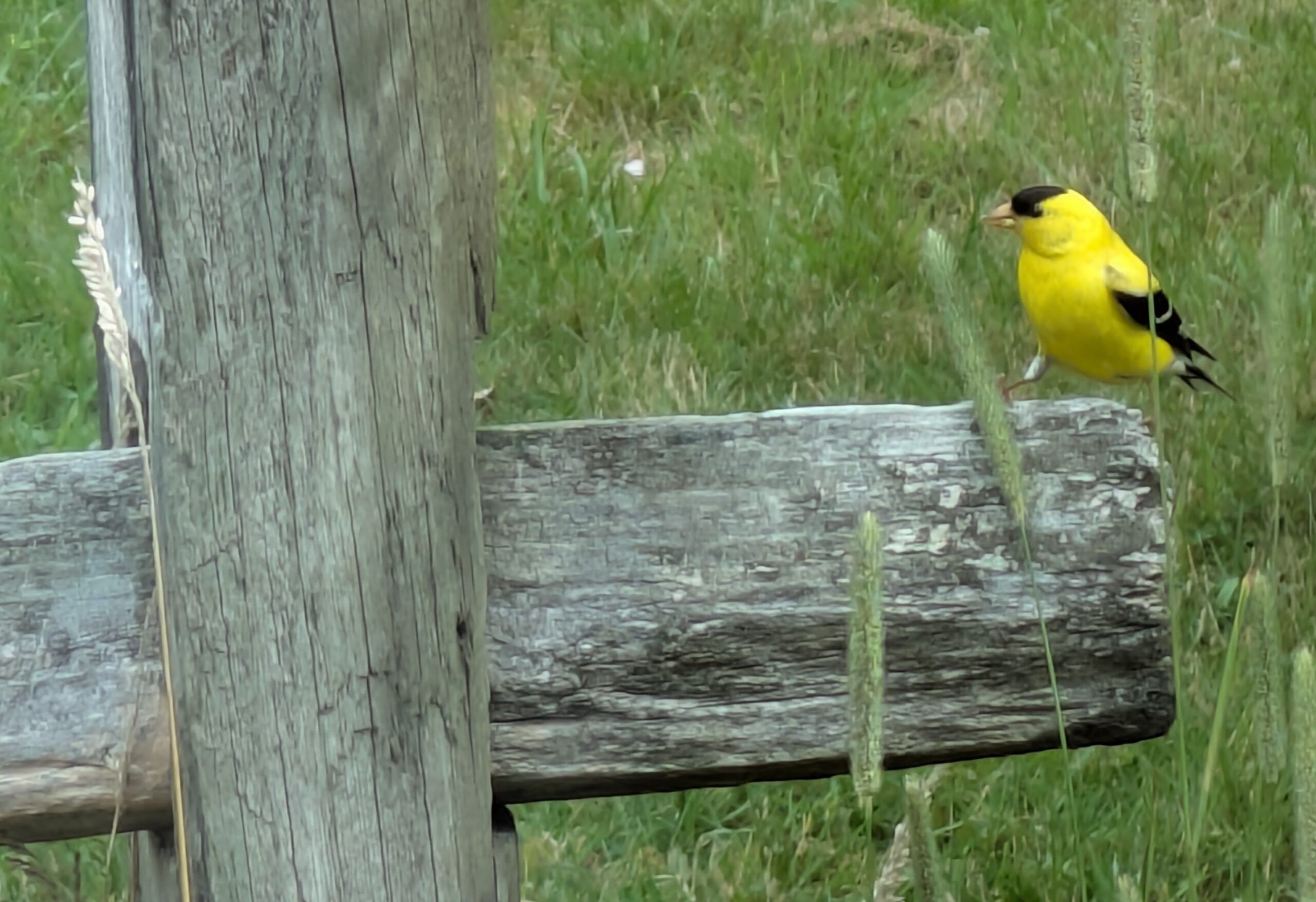 Beginner, Long Pasture, Barnstable, 2 miles, Monday