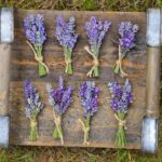 .🌊  First Time Walkers-All Levels– Marceline Arboretum & Lavender Farm Harwich 2 miles, Thursday ! 🌾