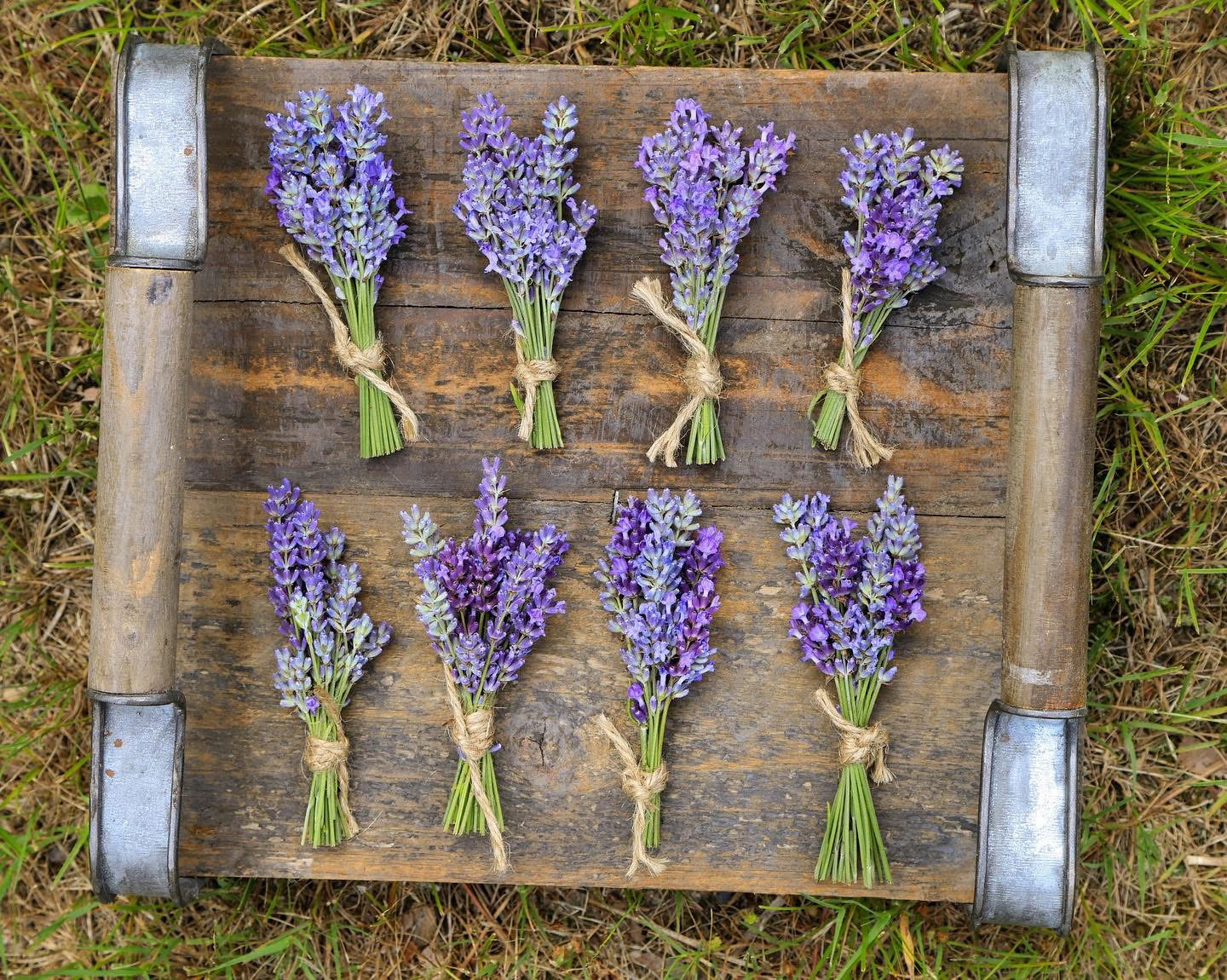 .🌊  First Time Walkers-All Levels– Marceline Arboretum & Lavender Farm Harwich 2 miles, Thursday ! 🌾