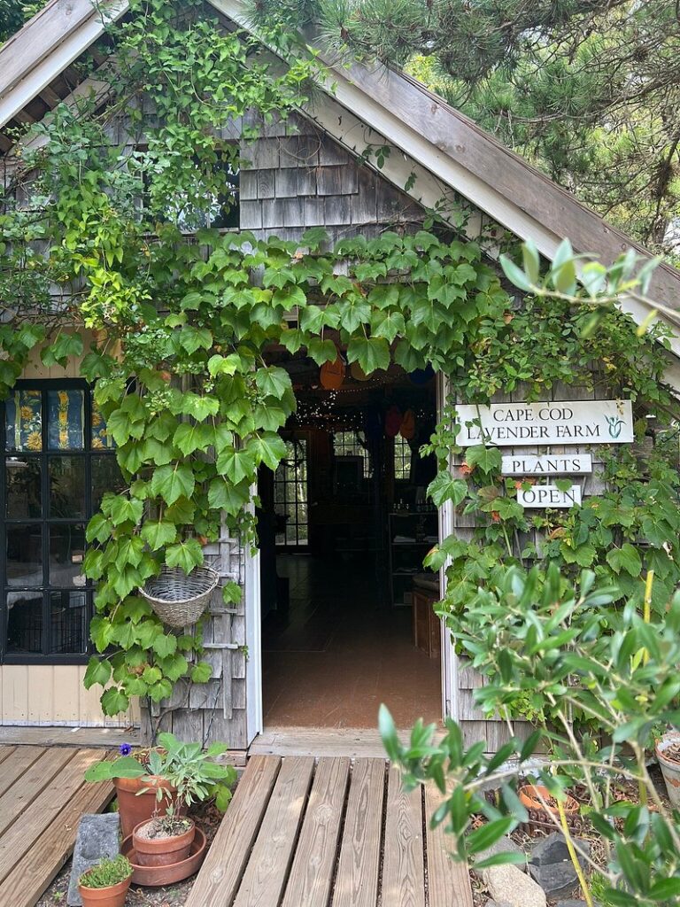 All Levels Walk – Explore Marceline Arboretum and Lavender Farm; Harwich, 2 miles, Tuesday! 🌾