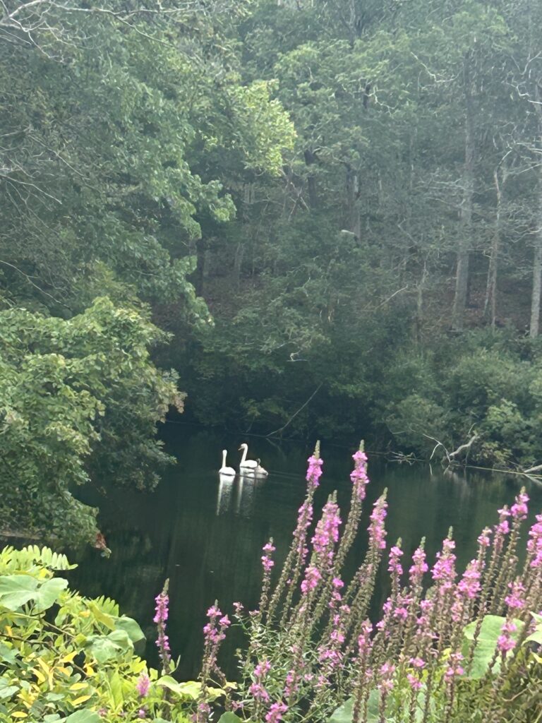 Hi Beginner/Intermediate, Cook’s Farm, Sandwich, 1.5 miles, Thursday