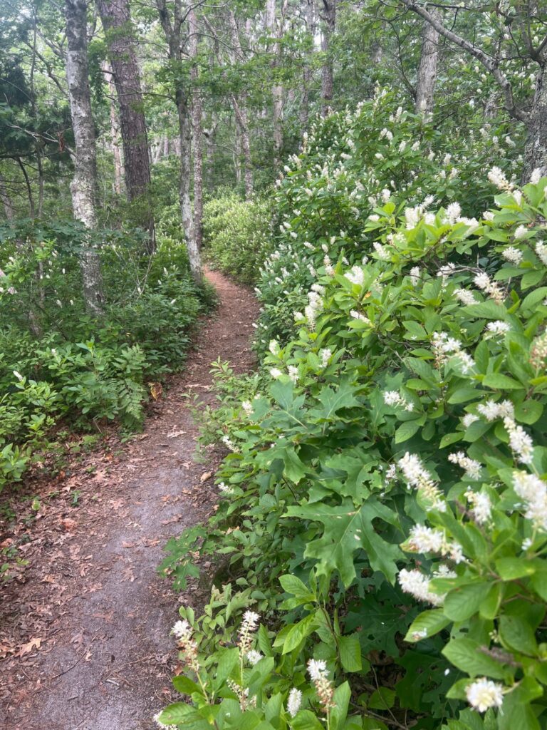 INTERMEDIATE, Bells Neck, Harwich, 4.0 miles, (Sunday)