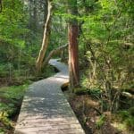Intermediate, Marconi/Atlantic White Cedar Swamp Trail, South Wellfleet, 2 miles, Tuesday