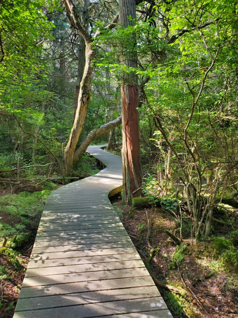 Intermediate, Marconi/Atlantic White Cedar Swamp Trail, South Wellfleet, 2 miles, Friday