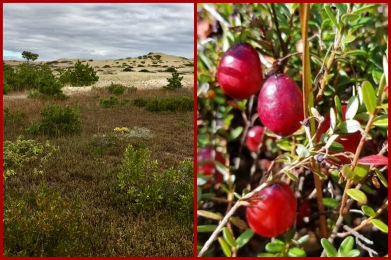 Advanced: Annual Dune & Bog Cranberry Quest, North Truro, ~4+ miles (Sunday 10/12)