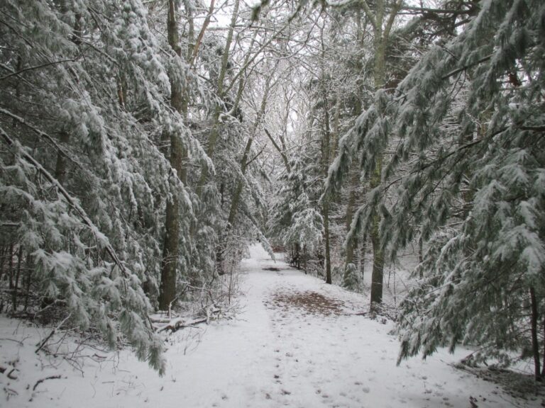 Intermediate – Beebe Woods-Peterson Farm, Falmouth – 4 miles-Saturday