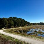 All Levels: Hinckley’s Pond-Herring River Headwaters Preserve, Harwich, 1/2 mile and up, your choice, Monday (E-Z access off Rt 6)