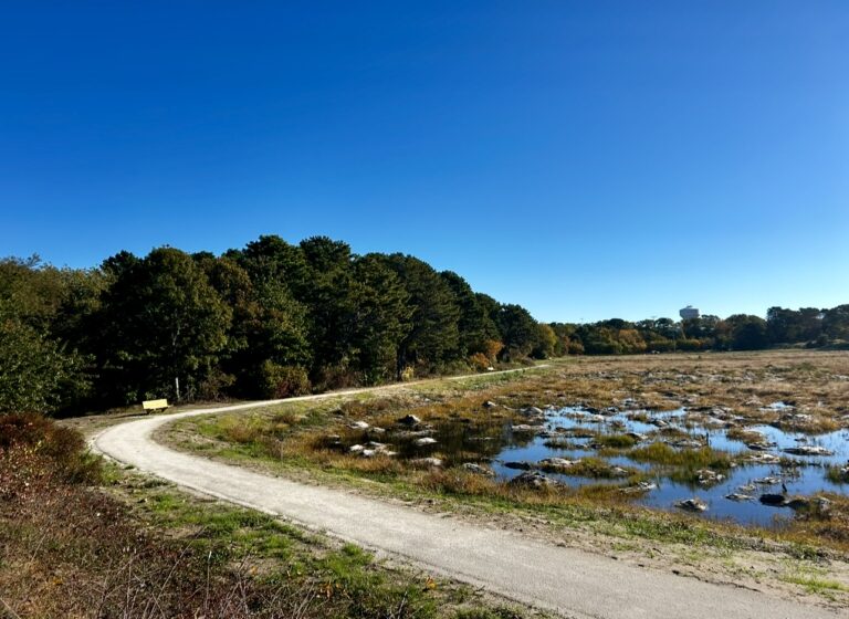 All Levels: Hinckley’s Pond-Herring River Headwaters Preserve, Harwich, 1/2 mile and up, your choice, Monday (E-Z access off Rt 6)