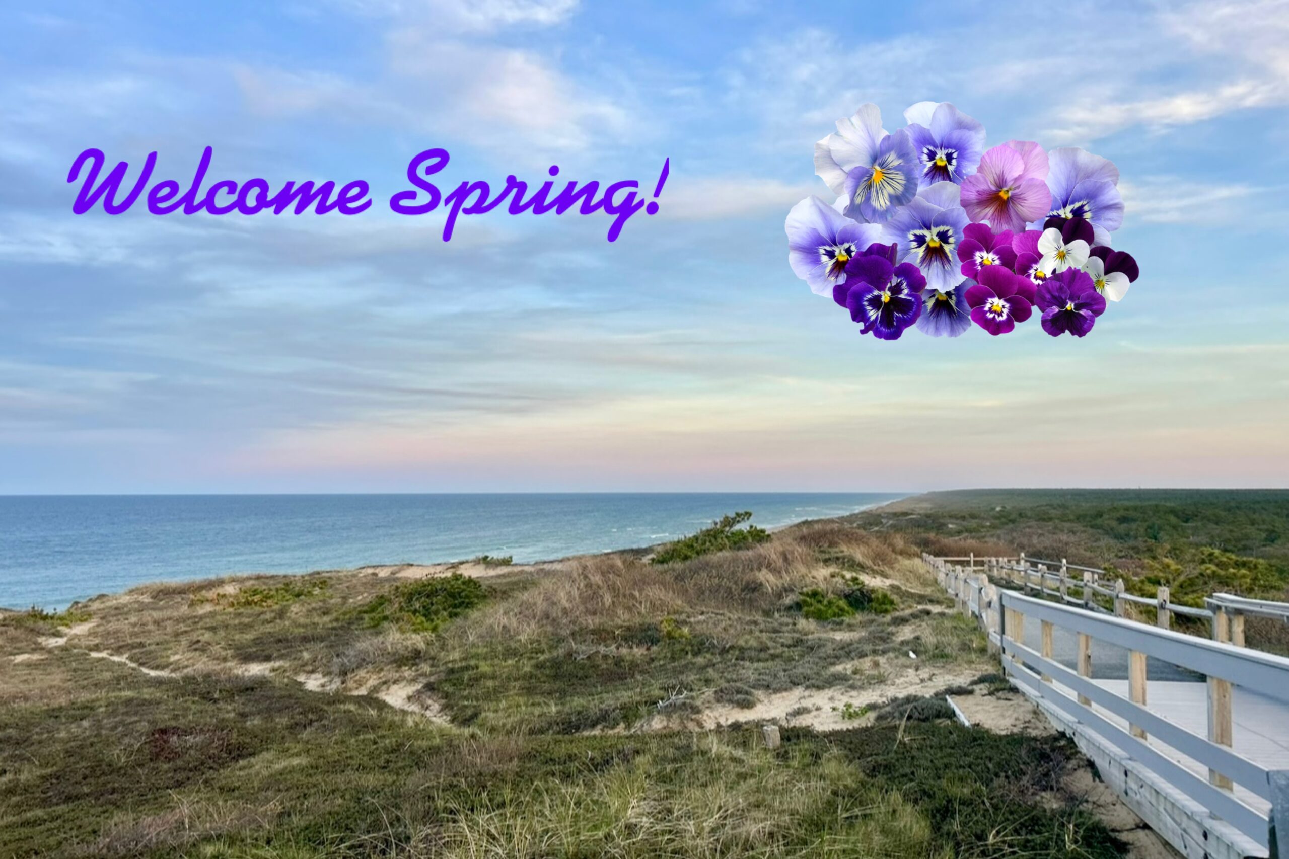 All Levels: Hello Spring! Poles & Pansies @ Marconi-Atlantic White Cedar Swamp, Wellfleet, 1.5-2 miles, Friday