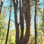 ADVANCED, Old Jail & 4C's Loop, W. Barnstable, 7 miles, Sunday