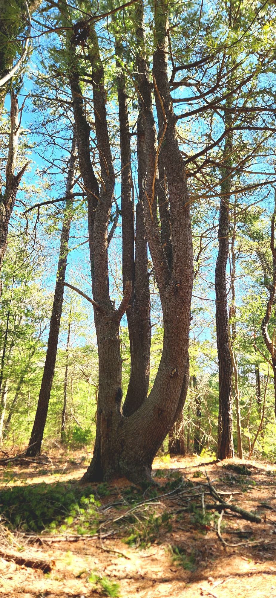 ADVANCED, Old Jail & 4C's Loop, W. Barnstable, 7 miles, Sunday