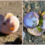 Intermediate: Poles, Pastels, and Prose at Lieutenant Island, Wellfleet, 3-3.5 miles, Sunday