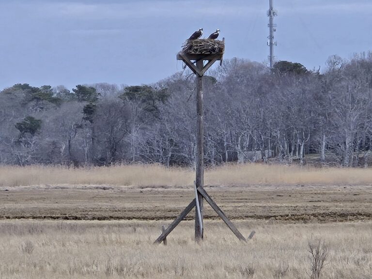 Intermediate, Spruce Hill to Namskaket Creek, Brewster 3.4-3.5 miles, Wednesday