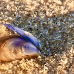 All Levels: Poles, Pastels, and Prose @ Duck Harbor Beach, Wellfleet, 1.5-2 miles, Tuesday