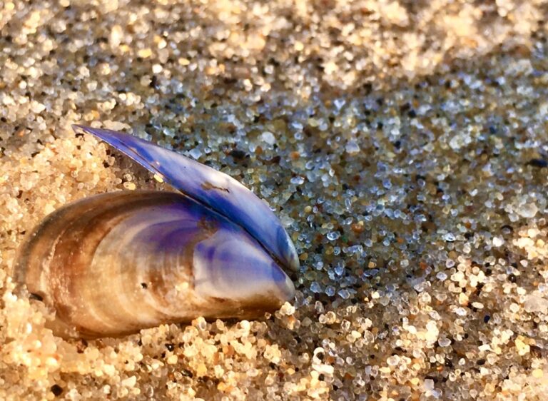 All Levels: Poles, Pastels, and Prose @ Duck Harbor Beach, Wellfleet, 1.5-2 miles, Tuesday