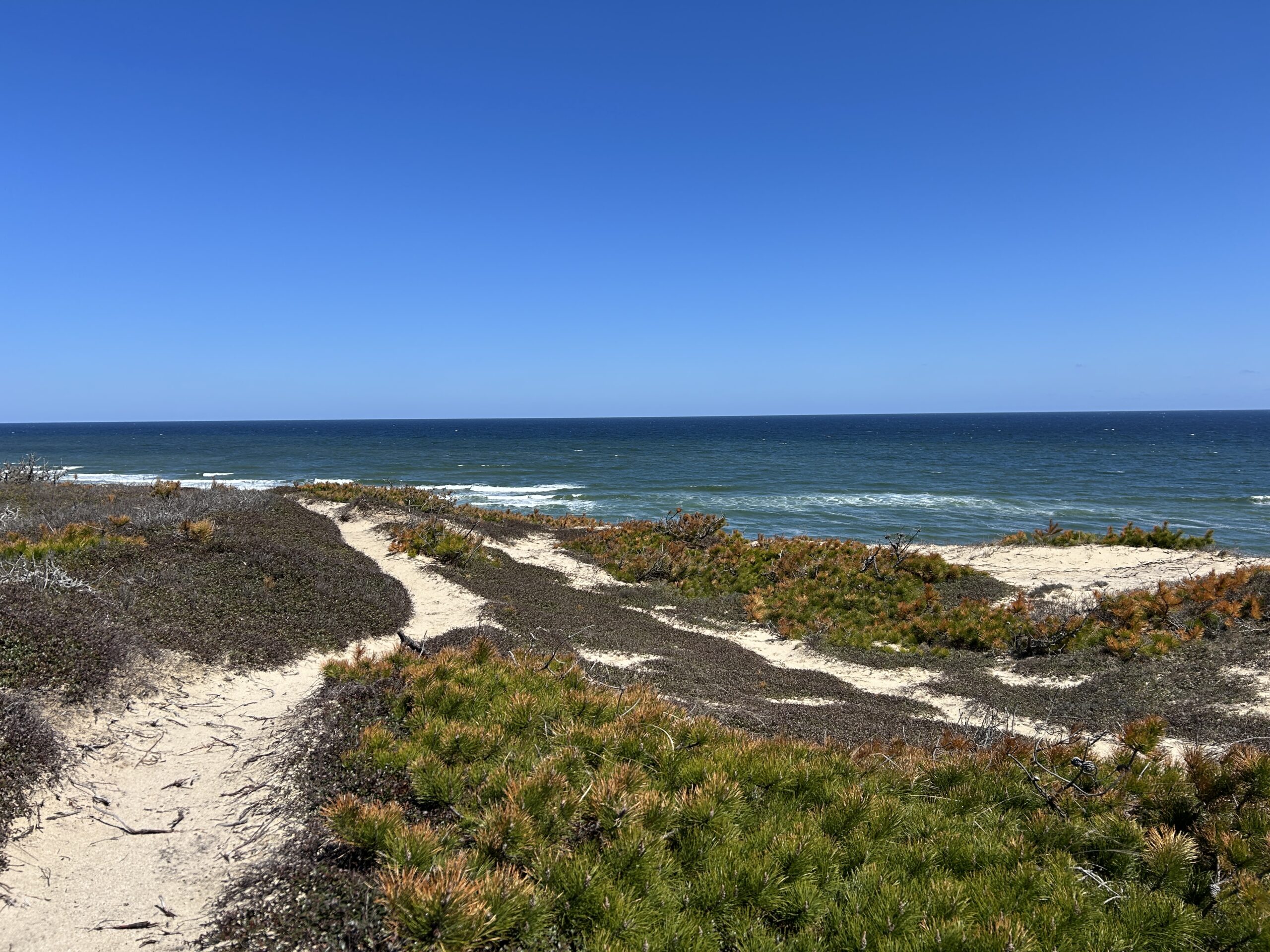 Intermediate, Marconi Woods, Bluffs, and Fresh Brook, Wellfleet, 4 miles, Monday