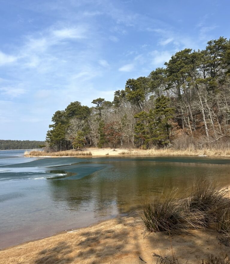 Intermediate: Early Risers—Ruth, Grassy Nook, & Cliff Pond Loop, Nickerson SP, Brewster, 3 miles (Saturday)