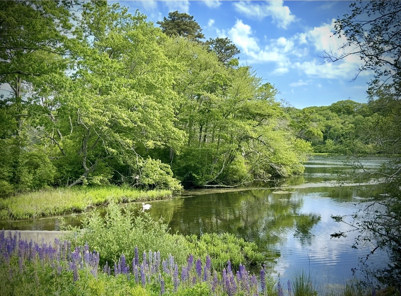 High Beginner/Low Intermediate: Cook’s Farm Conservation Lands, Sandwich, 1.8 miles, Weds