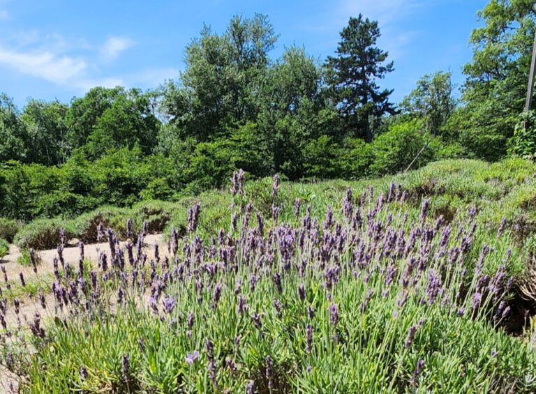 Intermediate, Marceline Arboretum & Lavender Farm, Harwich, 4 miles, Thursday! 🌾