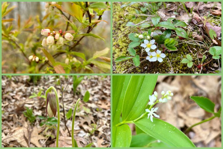 All Levels: Wildflower Ramble, Old Colony Pathway, Provincetown, 1.5 or 3 miles, Sunday (no Wellfleet road construction)