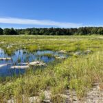 Beginner Gentle Walk:  Hinckley’s Pond-Herring River Headwaters Preserve, Harwich, .75-1.5 miles, Tuesday (E-Z access off Rt 6)
