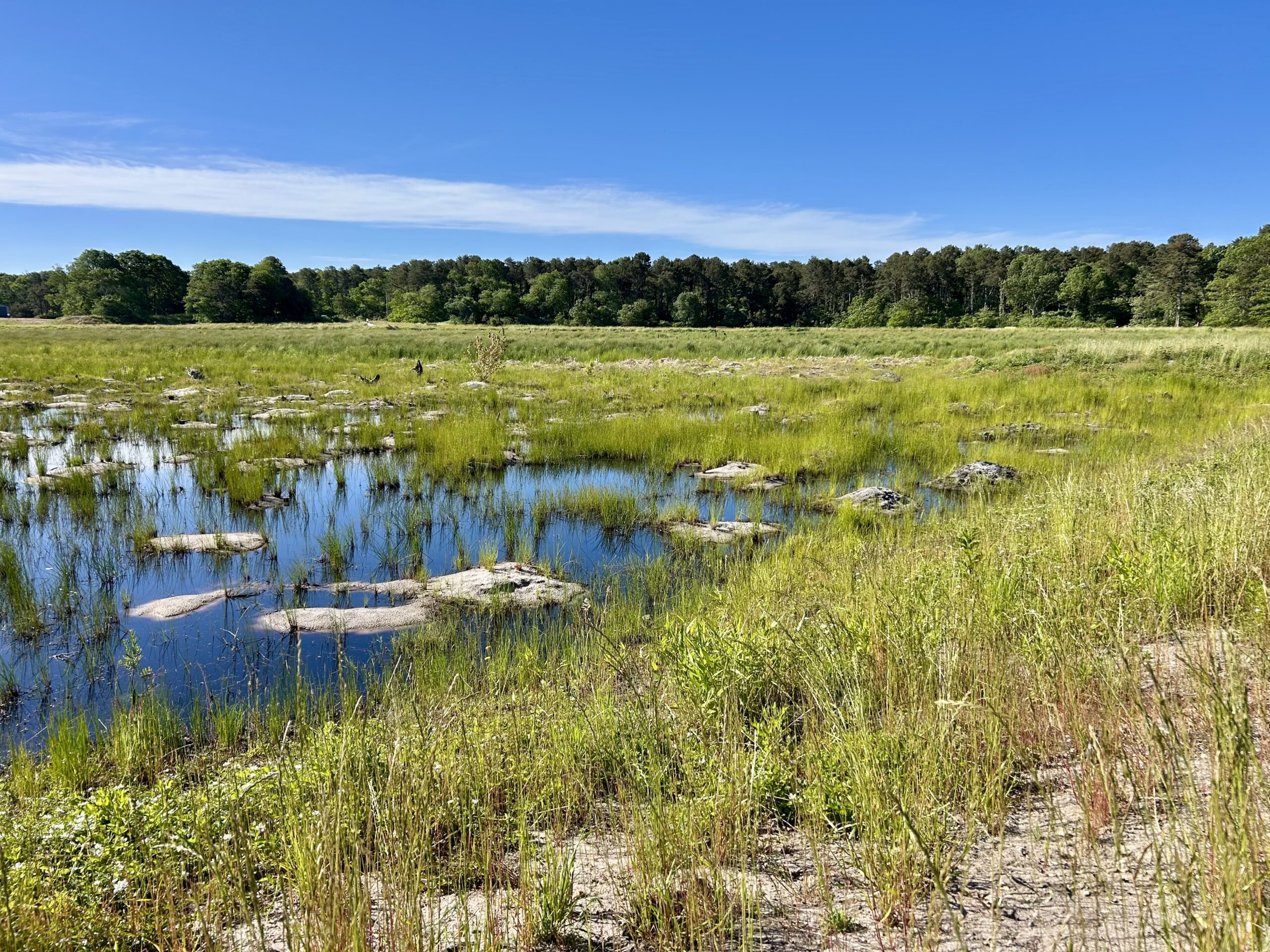 Beginner Gentle Walk:  Hinckley’s Pond-Herring River Headwaters Preserve, Harwich, .75-1.5 miles, Tuesday (E-Z access off Rt 6)