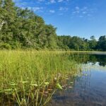 Intermediate: Early Risers—Ruth, Grassy Nook, & Cliff Pond Loop, Nickerson SP, Brewster, 3 miles, Thursday