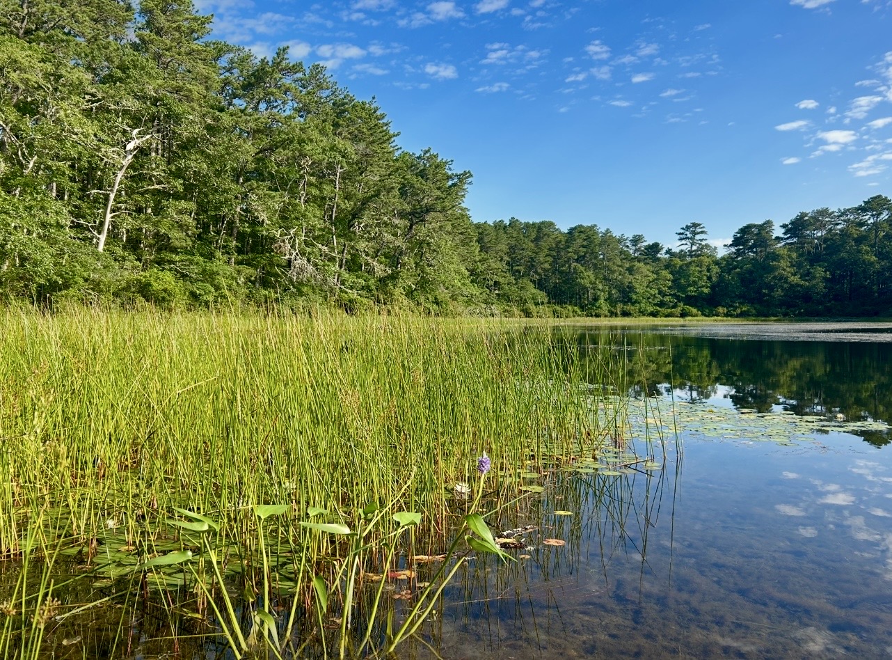 Intermediate: Early Risers—Ruth, Grassy Nook, & Cliff Pond Loop, Nickerson SP, Brewster, 3 miles, Thursday