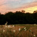 All Levels, Living in a Postcard: Nature Reflection, Sketching, and Journaling at Fort Hill, Eastham, 1.5 miles, Tuesday