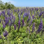 Hi Beginner/Lo Intermediate: Fort Hill/Hemenway, Eastham  1.75 mi.  Monday