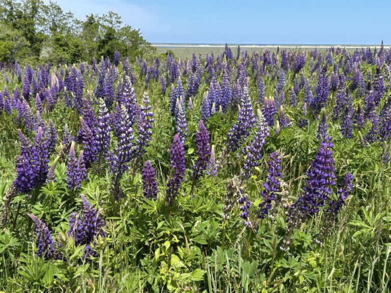 Hi Beginner/Lo Intermediate: Fort Hill/Hemenway, Eastham  1.75 mi.  Monday