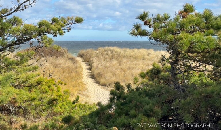 Intermediate, Thoreau Walk, Newcomb Hollow, Wellfleet, 4 miles, Tuesday