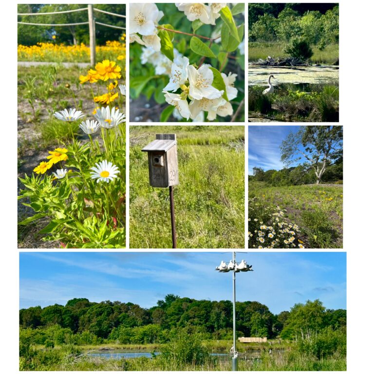 All Levels: Living in a Postcard—Pastels & Prose at Robert F. Smith Cold Brook Preserve, Harwich, ~1.3 miles, Saturday
